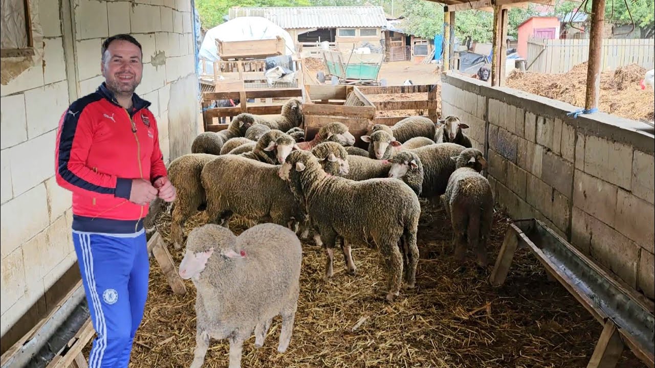 MIELUTE TINERE DIN RASA MERINOS,IN GOSPODARIA LUI CRISTI BELU,JUD IALOMITA.