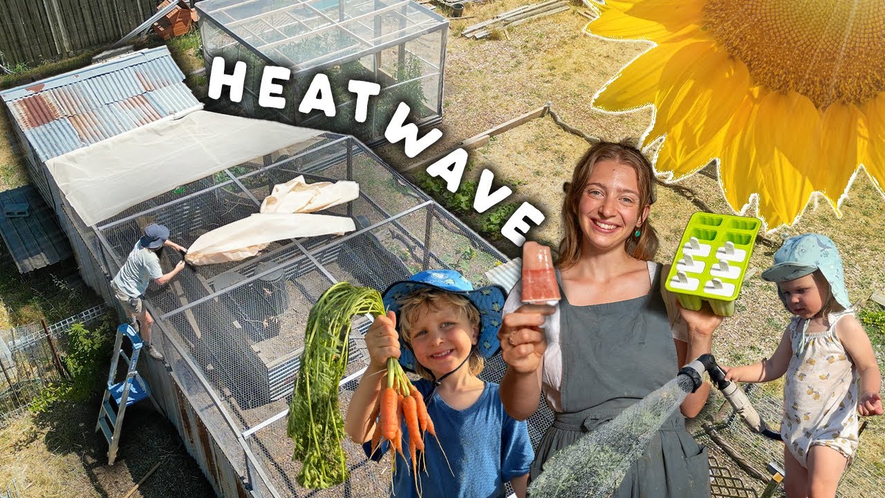 Surviving Our First Homestead HEATWAVES | Chickens, Icy-Poles & Tiny Harvests