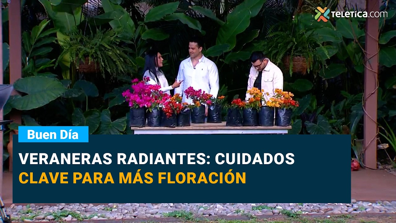 Veraneras radiantes: cuidados clave para más floración