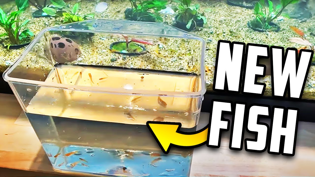 My New Planted Aquarium For Rare Fish - Fish Room Update Ep. 116