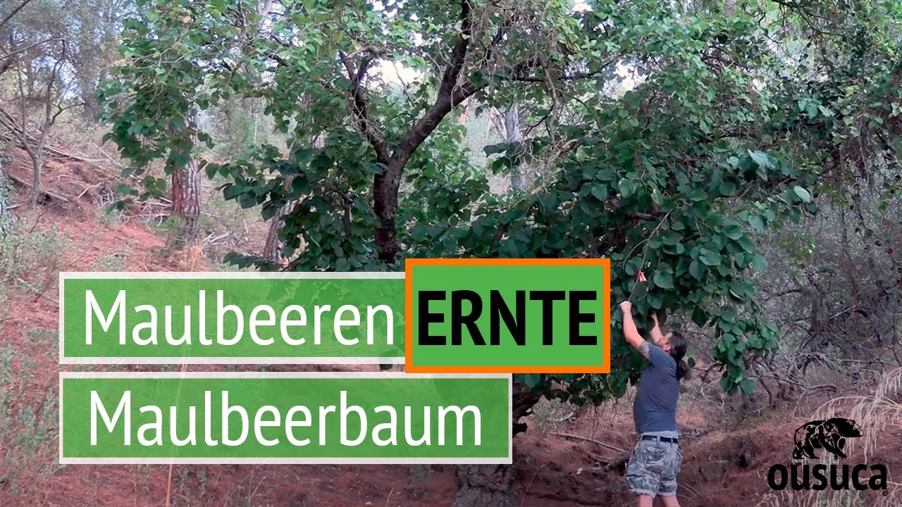 Maulbeeren vom Maulbeerbaum Ernte (Morus nigra)