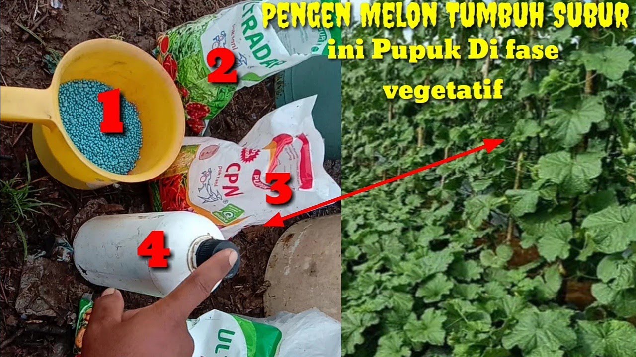 Cara Menyuburkan Tanaman Melon Di fase Vegetatif Pengocoran Ke 2