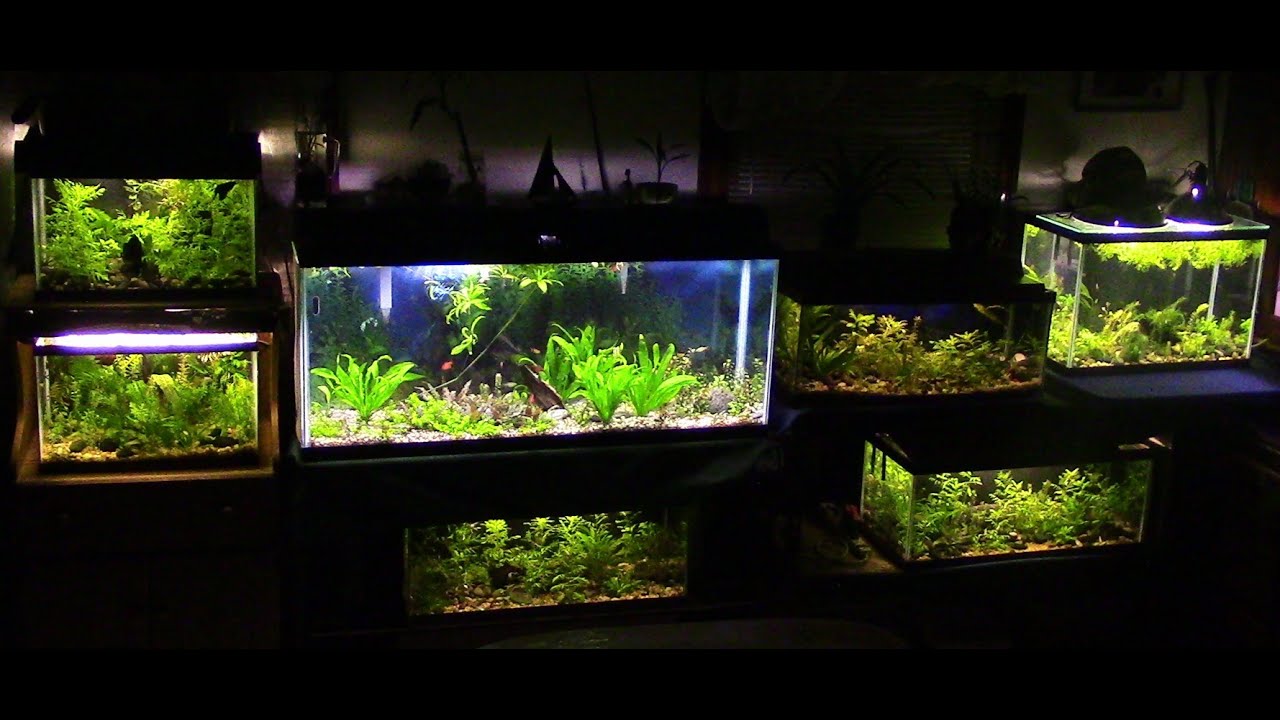 NEW Aquatic Update/ FishRoom Tour....