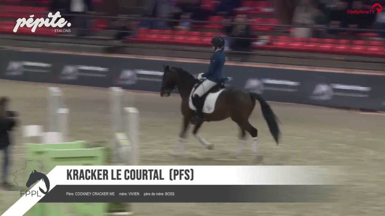 Kracker le Courtal - Salon étalons FPPL 2025
