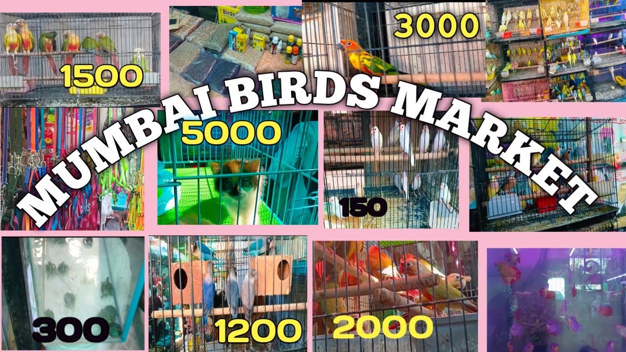 MUMBAI KI SABSE SASTI BIRDS MARKET.    ( CHEAPEST BIRDS 🦜 MARKET  )  ( CROWFORD MARKET ) part 1