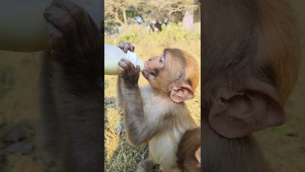 cute baby drinking milk 🍼🐒#animals #monkey #baby #ytshorts #shorts #138