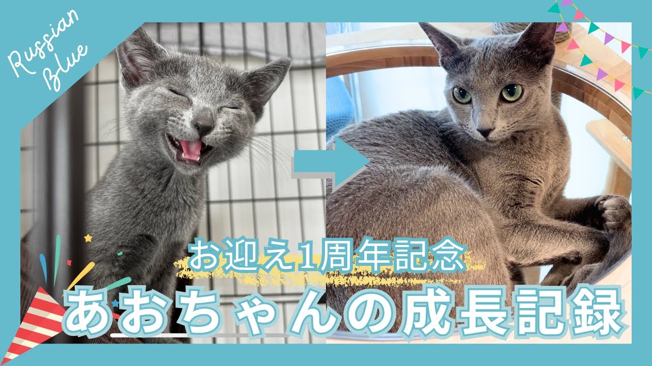 あおちゃんお迎え1周年！子猫から成猫までの成長記録【ロシアンブルーのあおそら】