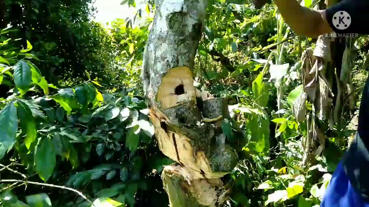 Proses pengambilan ulat(subatah) yang bisa di makan 