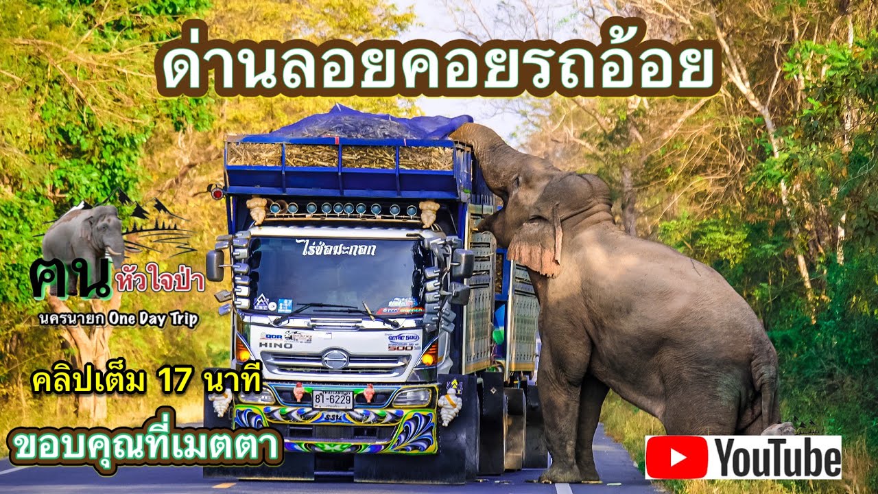 ด่านลอยตรวจความหวาน หาชมได้ยาก ที่นี่เขตรักษาพันธุ์สัตว์ป่าเขาอ่างฤาไน #wildelephant