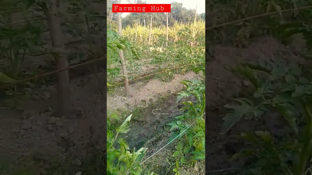 Tomato Management on Farm 🍅 