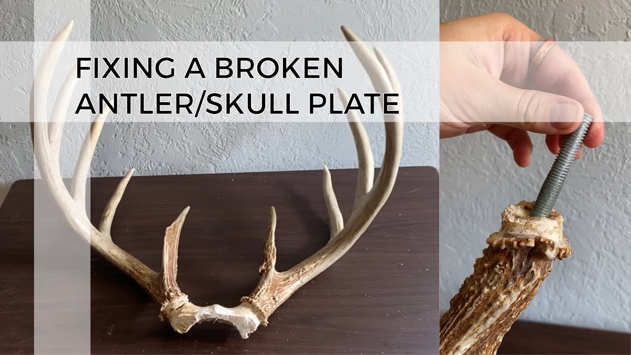 How I Fix a Broken Antler/Skull Plate