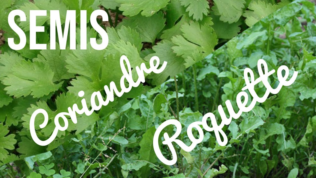 TUTO #4 - Semis Coriandre & Roquette