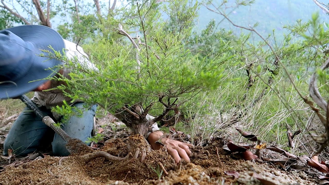 Săn tìm kiệt tác nghệ thuật cây kim sa tùng về làm bonsai