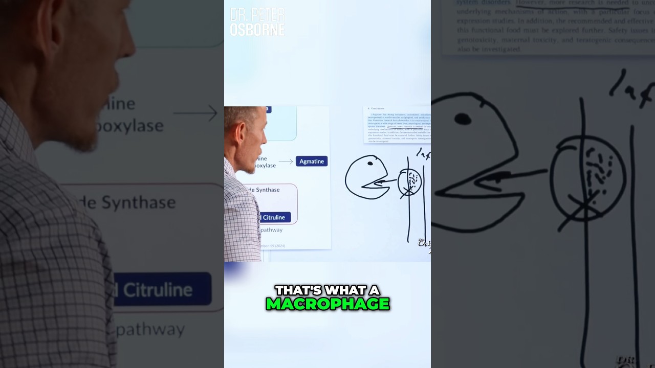 Unlocking the Power of Macrophages - Your Immune Pac-Man! #macrophage #macrophages #arginine