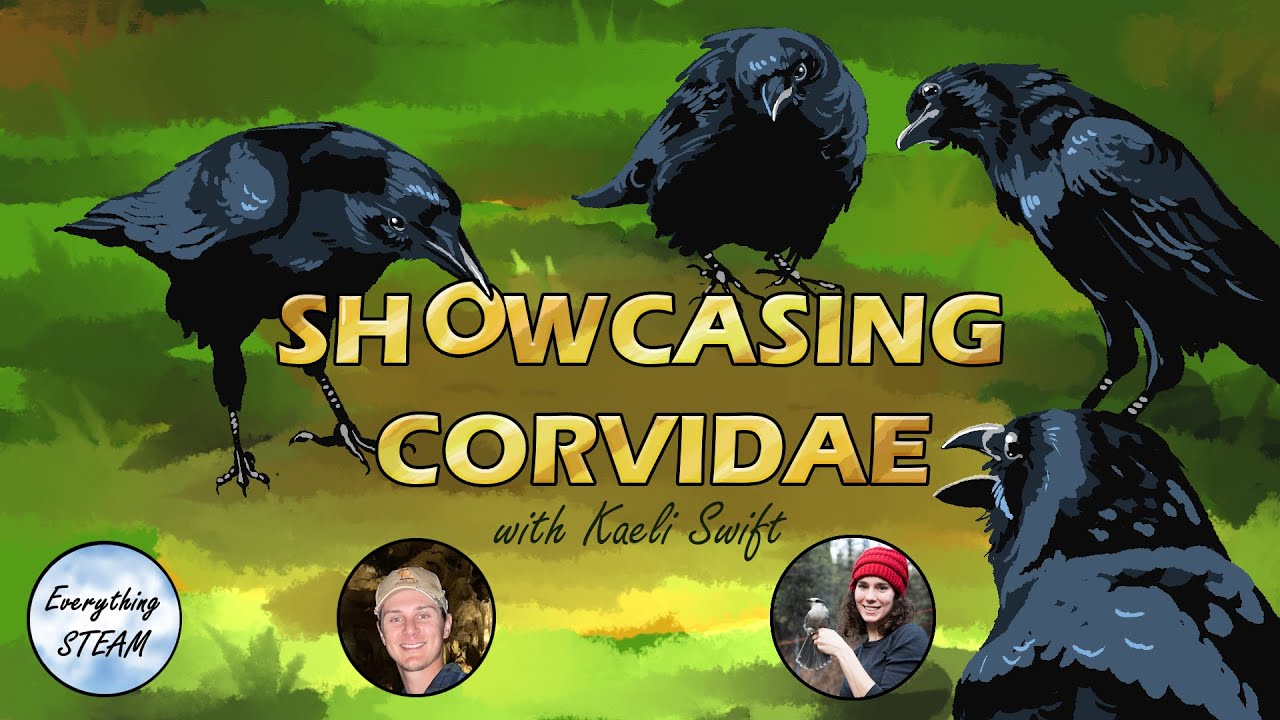 Cognition & Social Behavior of Corvids w. Dr. Kaeli Swift @corvidresearch  | Ep #44