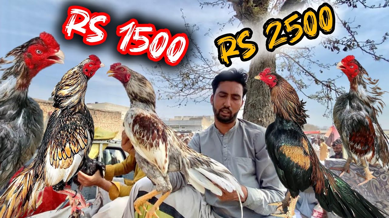 Big sale lag gayi|Eid ke Baad|haripur aseel murga mandi|Cheapest birds market 😱