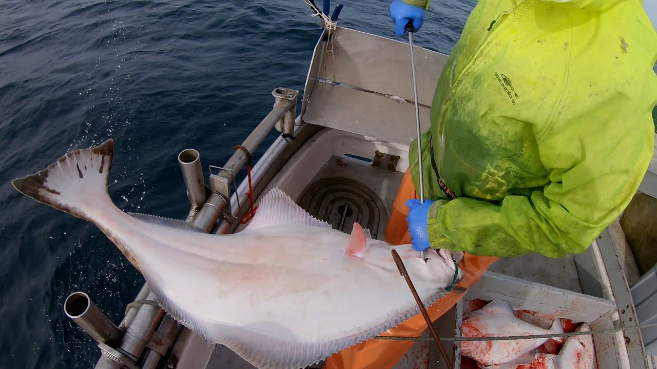 Halibut Fishing - Big Slabs or Broken Dreams? | Longlining In Alaska