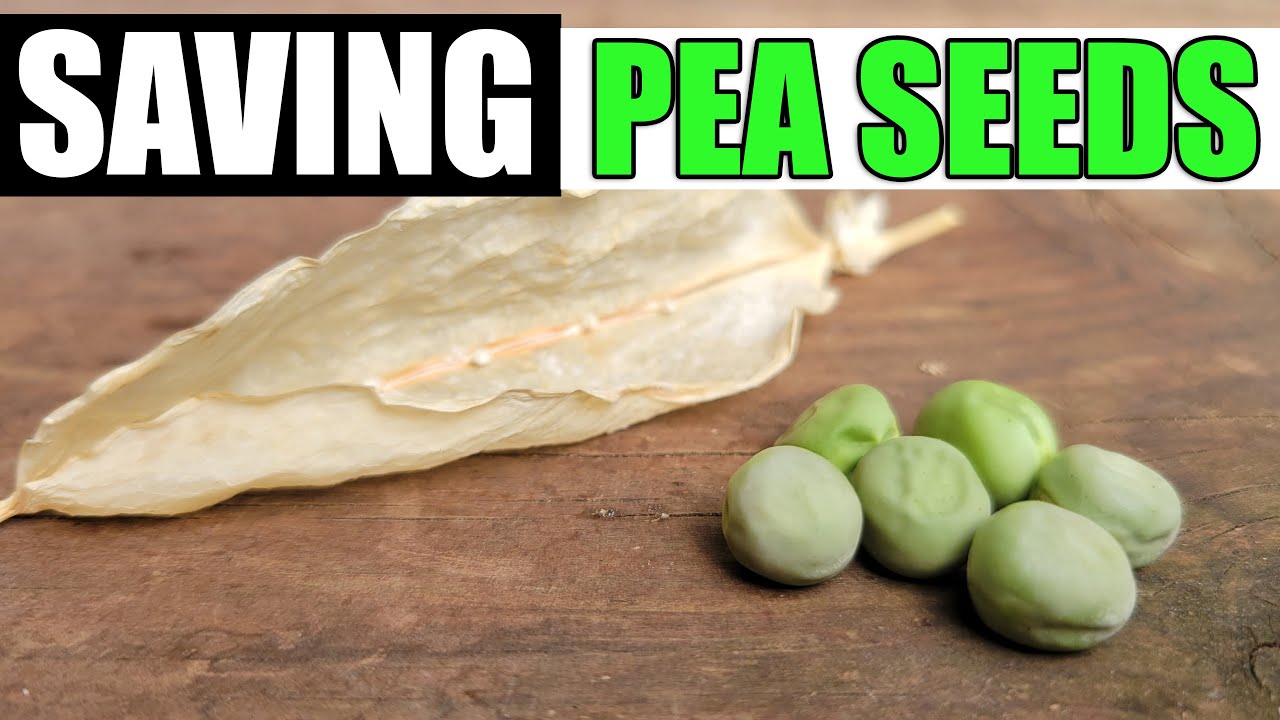 Saving Pea Seeds Made Easy!