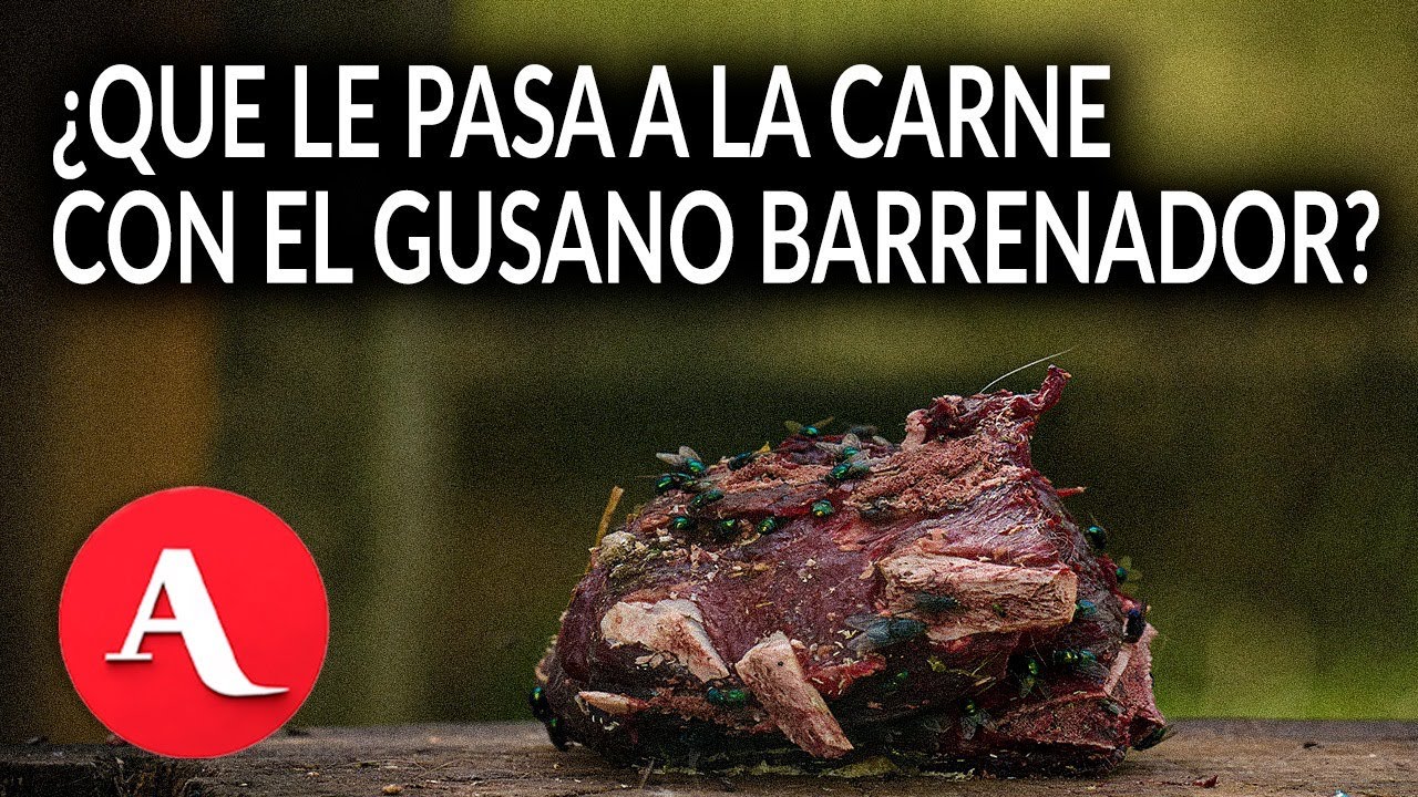 Gusano barrenador ¿se puede contagiar a los humanos? | Consejo Nacional Agropecuario