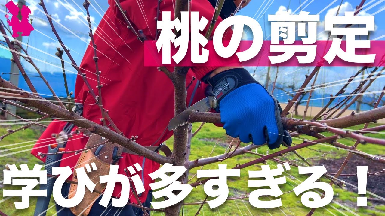 【本には載らない】桃の剪定・仕立て方の詳しいやり方をプロ農家が実演解説