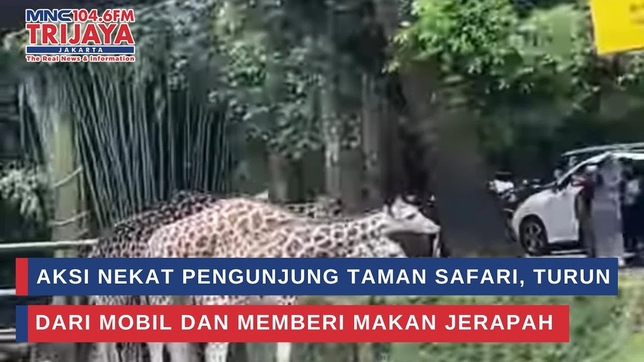 Aksi Nekat Pengunjung Taman Safari, Turun dari Mobil dan Memberi Makan Jerapah | Trijaya Update