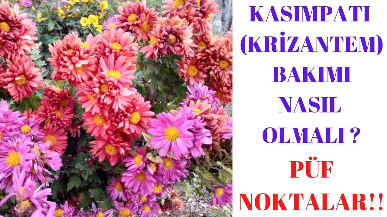 Kasımpatı çiçeği ( krizantem ) bakımı