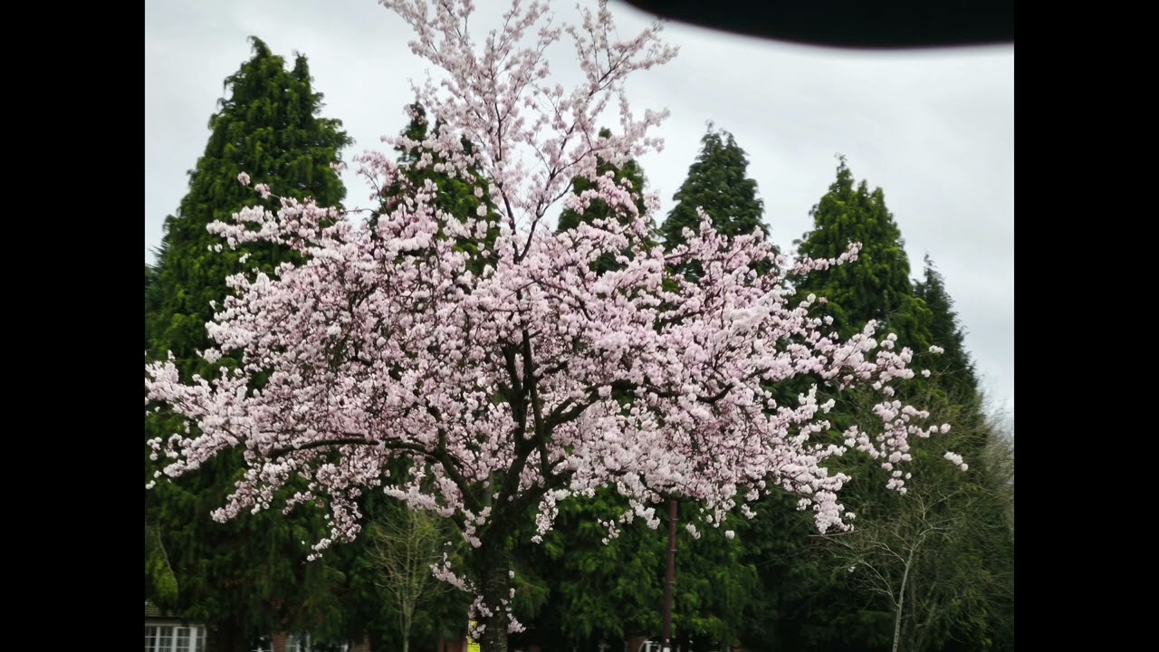 靜看英國櫻花：3月的粉紅與詩意 | A Quiet Afternoon in an 