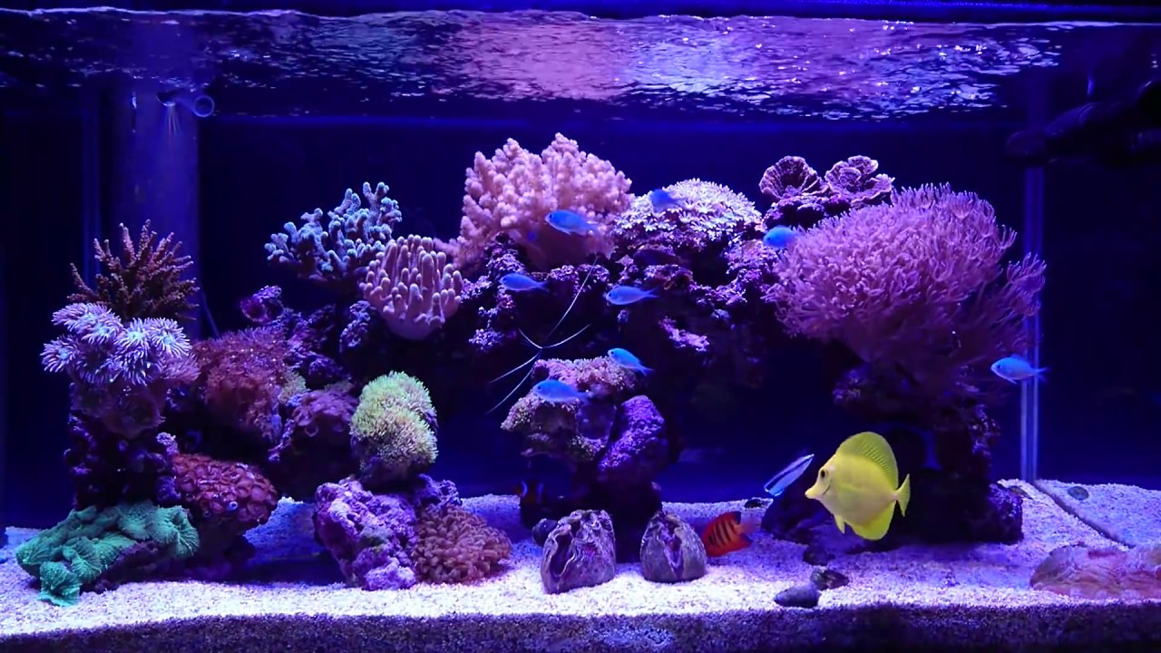 [90cm Tank3]　サンゴ＆海水魚　coral & fish aquarium