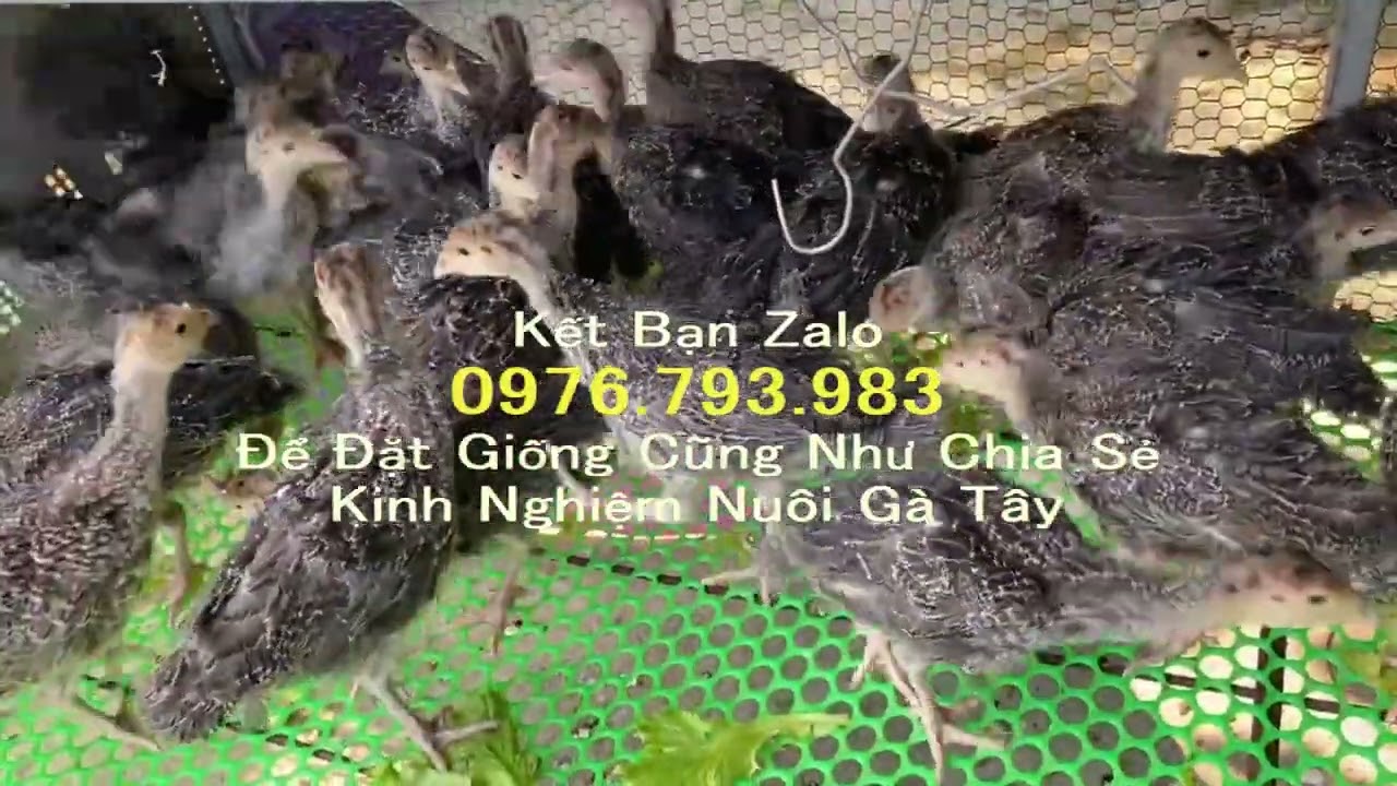 Giá Gà Tây Giống 1 Tháng Tuổi  - Gà Tây Giống Tại Hà Nội - Gà tây giống giá rẻ Trung Linh 0976793983