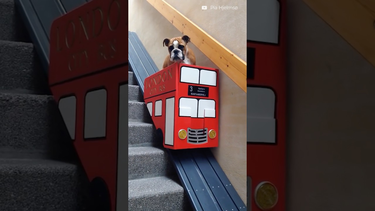 This dog struggles with the stairs due to his arthritis so his parents built him a stair lift 🚌❤️
