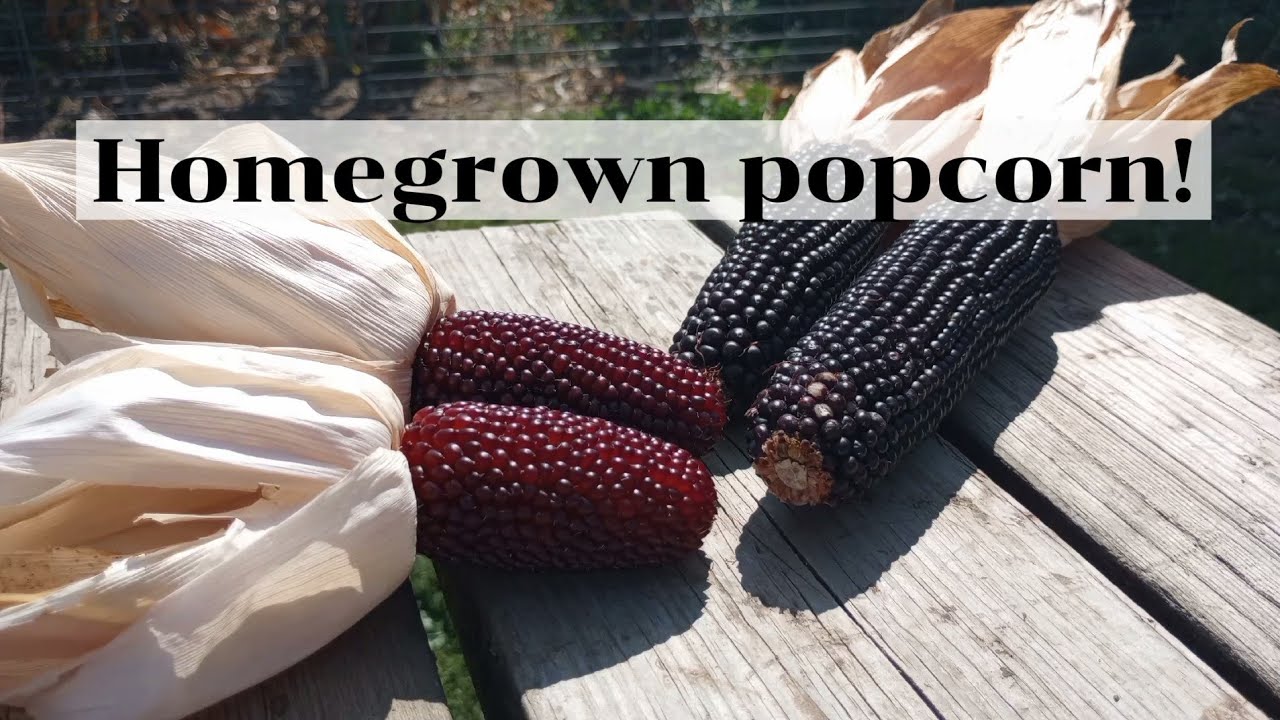 Growing a YEAR'S supply of popcorn!