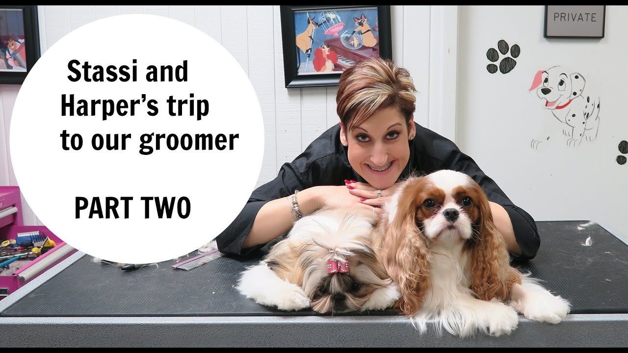 Stassi and Harper go to the Dog Groomer