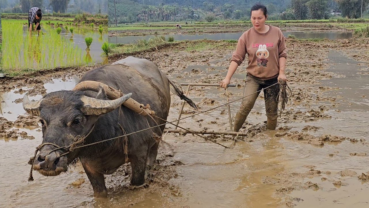 The amazing buffalo helped the girl work hard to grow wheat.