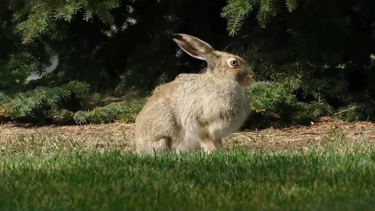 Are Rabbits Dangerous? Debunking the Myth of Rabbit Attacks