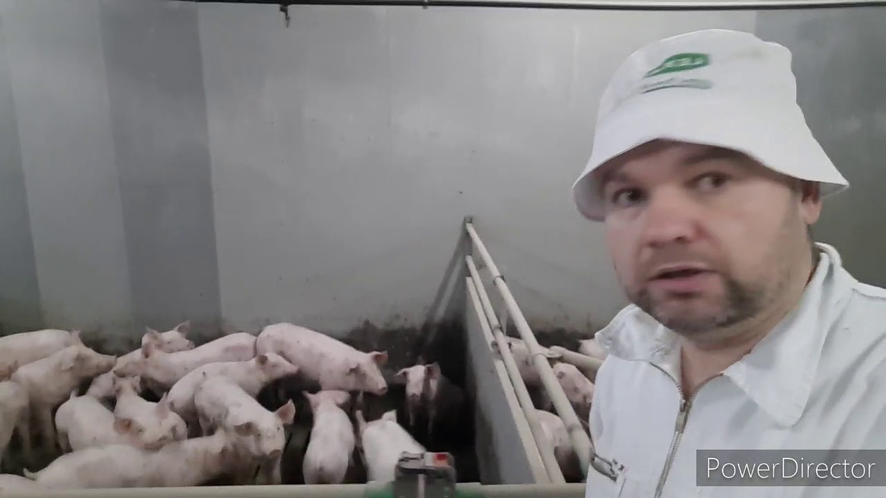Обогрев свинарника.  гениальное решение.