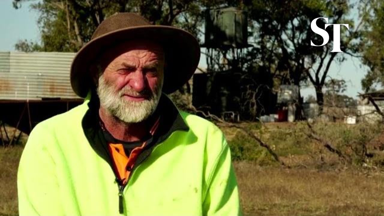 'The smell is rotten': Australia's mice plague