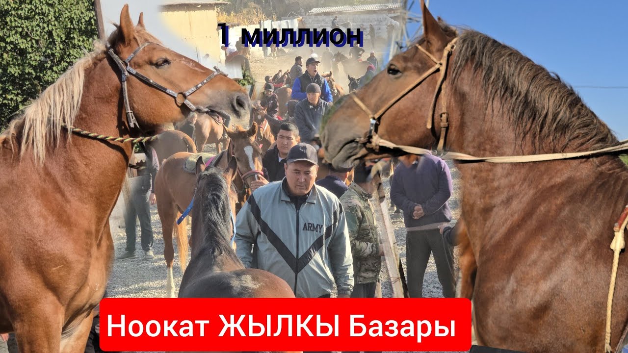 НООКАТ ЖЫЛКЫ БАЗАРЫ УКМУШ КЫЗЫДЫ ПАЙ ПАЙ ПАЙ 