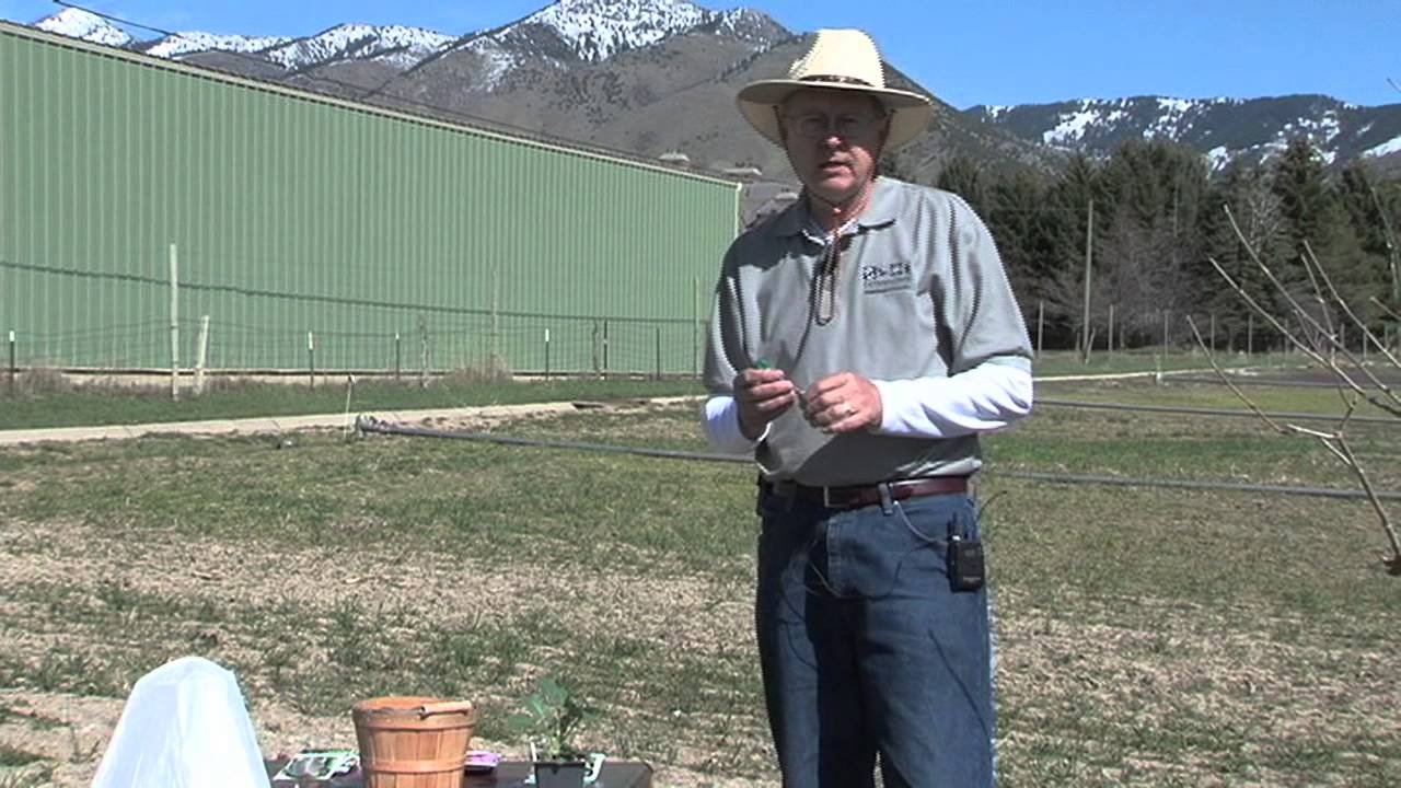 How to Know When to Plant Vegetables