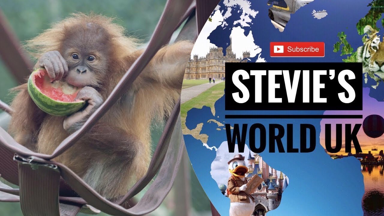 A VISIT TO MONKEY WORLD
