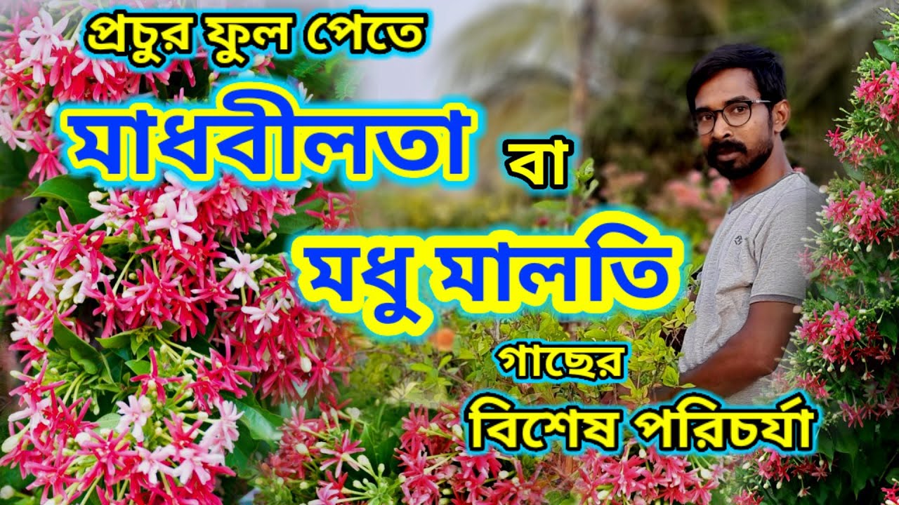 প্রচুর ফুল পেতে মাধবীলতা বা মধুমালতী গাছের বিশেষ পরিচর্যা / Madhabilata flower / Madhumalati.