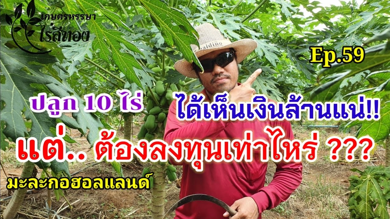ทำมะละกอ10ไร่ ได้เห็นเงินล้านแน่! แต่..ลงทุนเท่าไหร่!! |มะละกอฮอลแลนด์