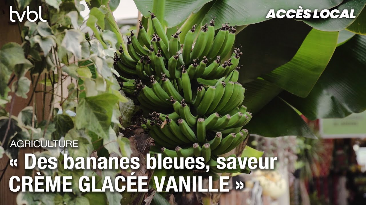 Accès local | Des bananes cultivées au Québec : le projet d’Éco-verdure prend de l’ampleur #bananes