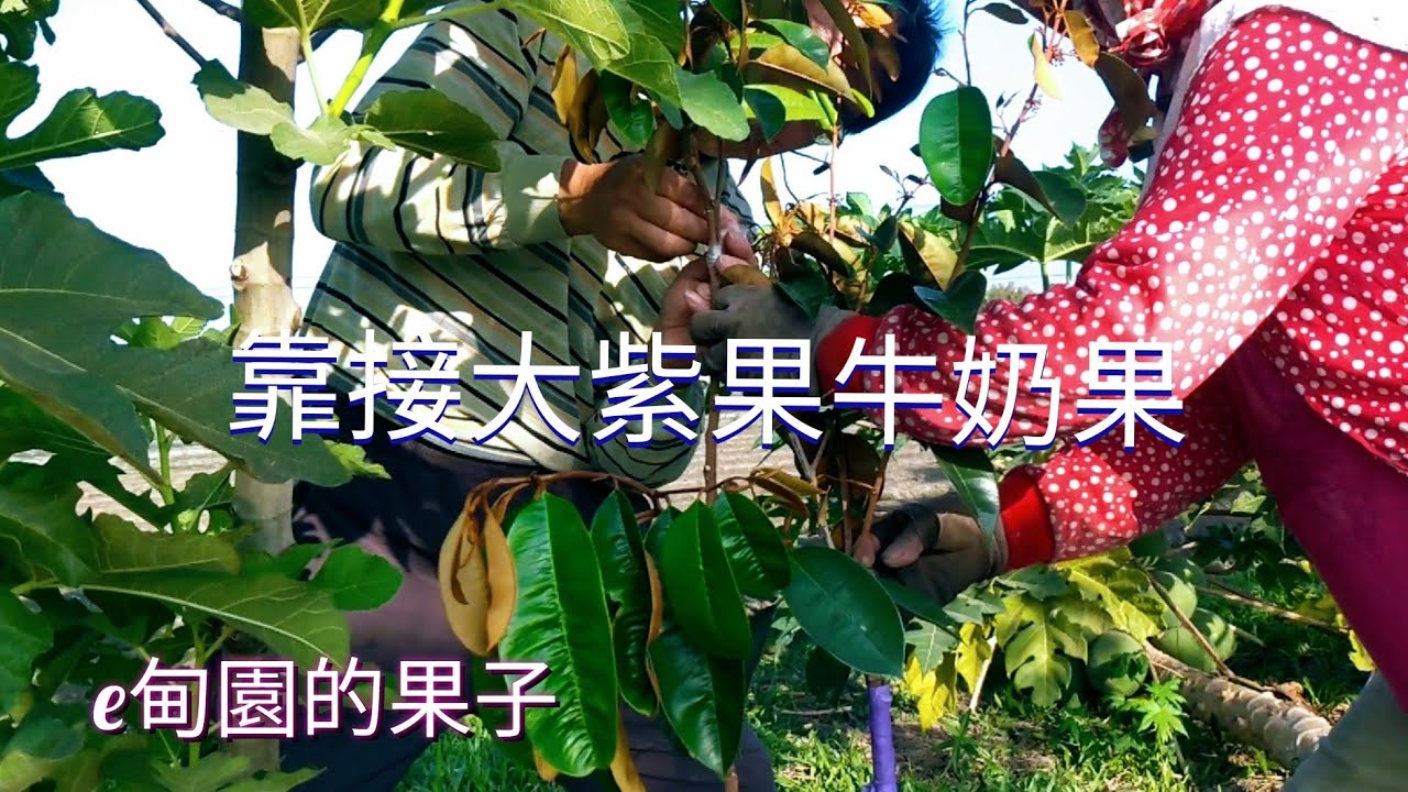 母子合作，靠接一款大紫果「牛奶果」，果大可食率高！2022年10月9日