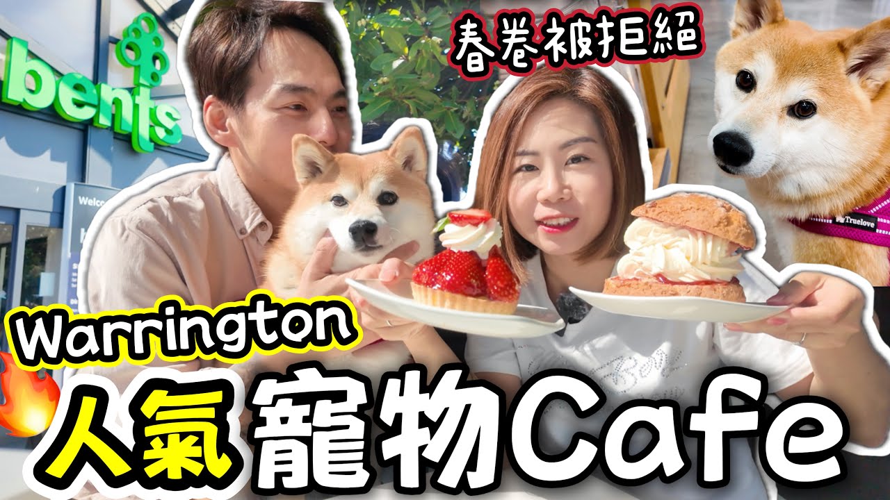 £20食呢啲？帶狗狗去Warrington超人氣寵物Cafe🔥春卷想買玩具被拒絕！ @shibaharumaki