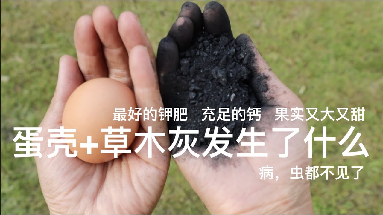 蛋壳和草木灰在菜园里发生了什么｜白粉病，蚜虫，蜗牛，鼻涕虫不见了｜最好的钾肥｜充足的钙｜果实又大又甜｜