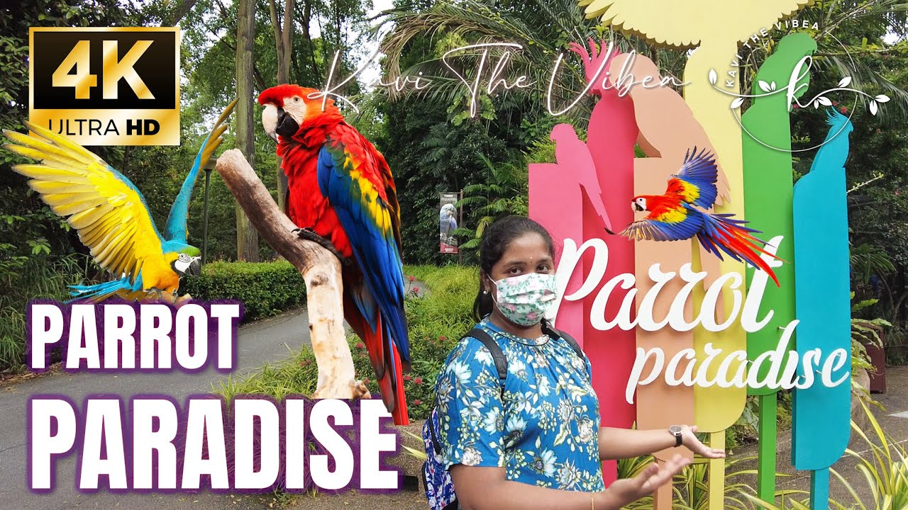 Jurong Bird Park - Parrot Paradise🦜🦜World’s most threatened Parrots Video 4K