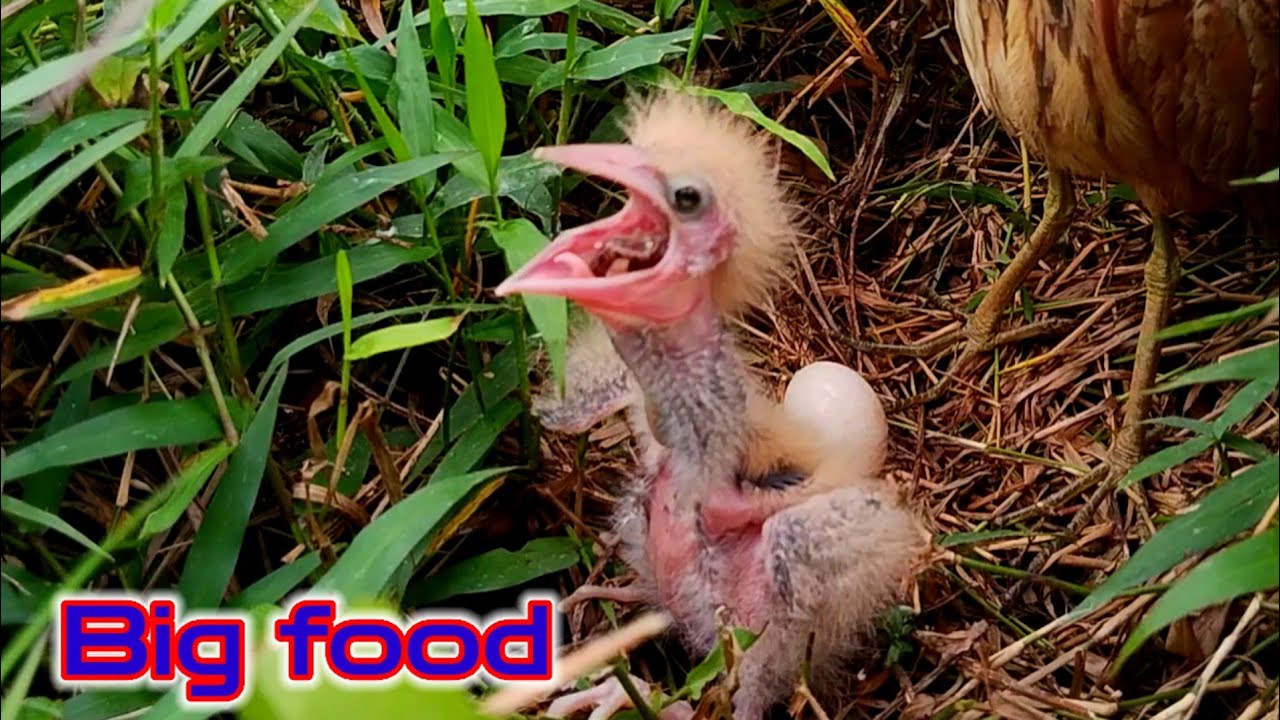 HERON BIRD ‼️ MAKANAN KEBESARAN ANAK BURUNG SAMPAI PINGSAN 