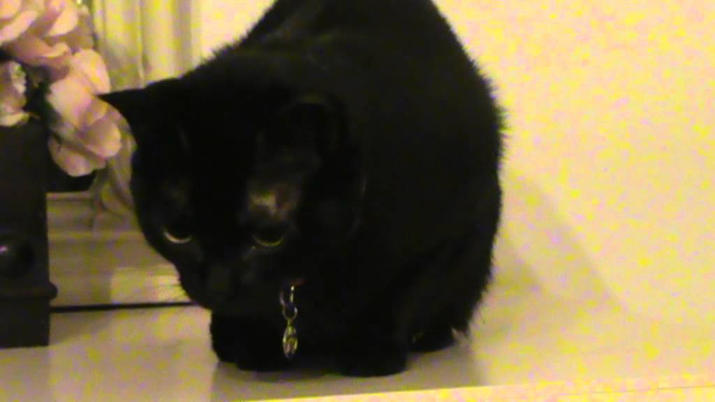 Angry black cat hissing and growling