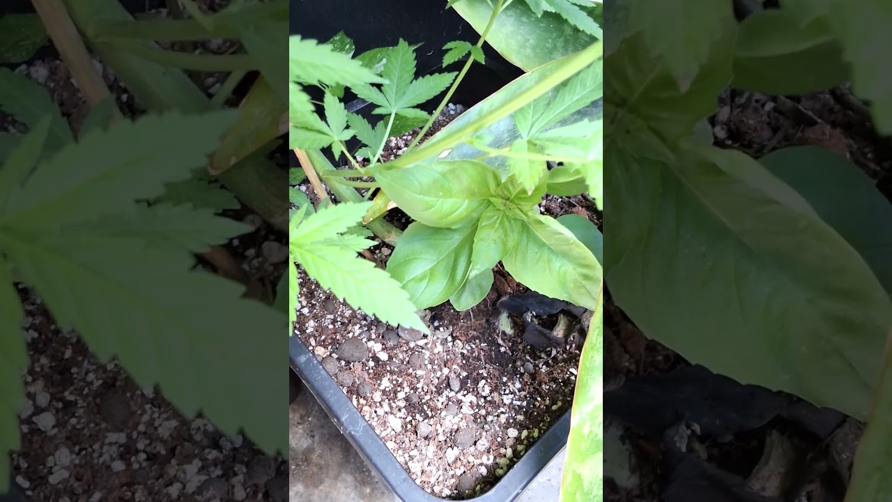 Male Strawberry AK | SeriousSeeds #cannabiseducation #breeding #nature