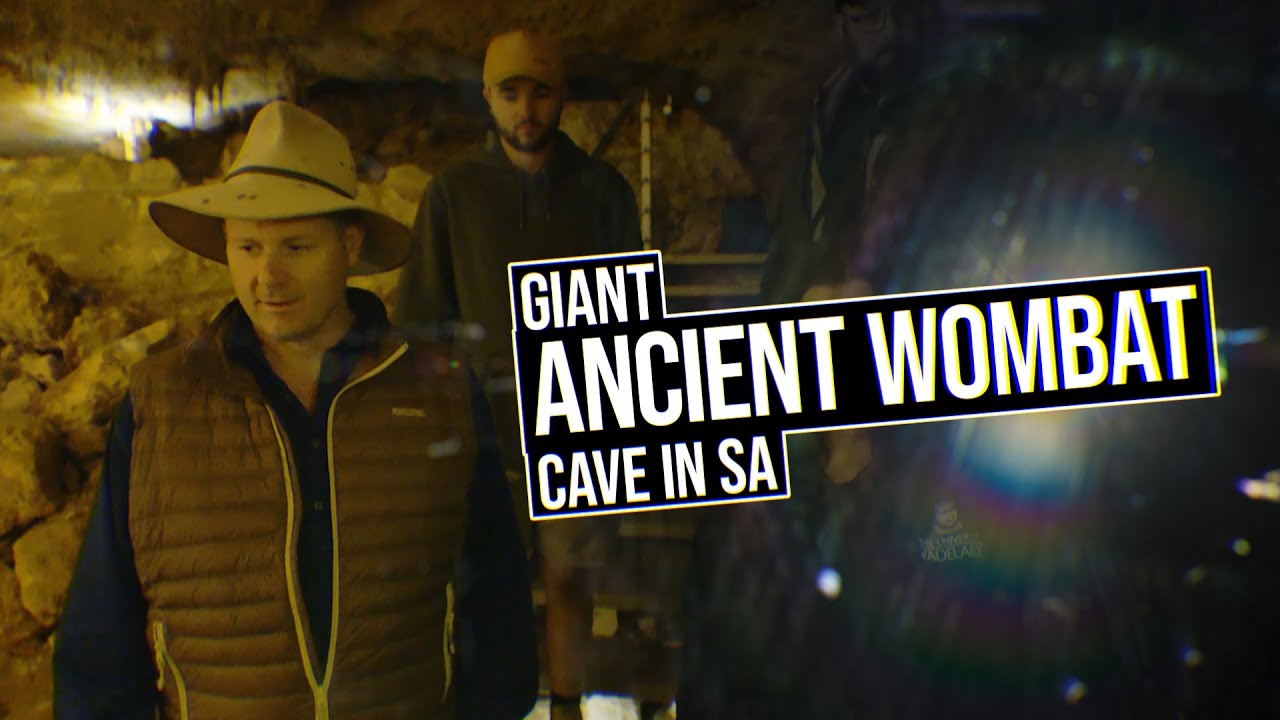 A GIANT ANCIENT WOMBAT Cave in South Australia